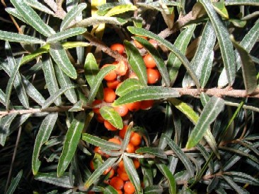 Common Sea Buckthorn Berries